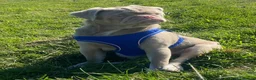 Pug dogs for sale: Adult male pink pug  in Coventry - Advert 1
