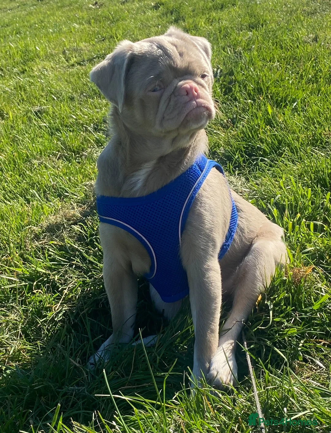 Pug dogs for sale: Adult male pink pug  in Coventry - Advert 1