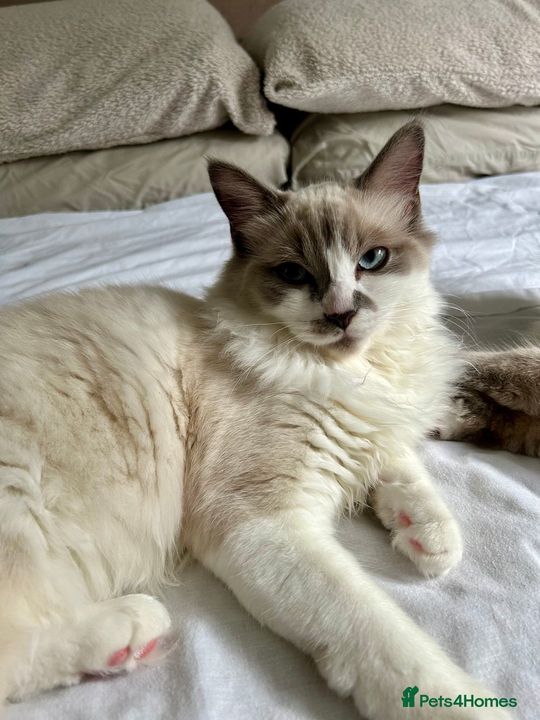 Ragdoll cats for sale: Ragdoll, Un-Neutered Female - Advert 5