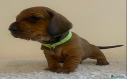 Dachshund dogs for stud: Kc registered standard smooth stud  in Newton Abbot - Image 34
