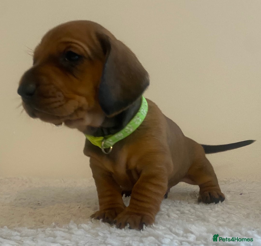 Dachshund dogs for stud: Kc registered standard smooth stud  in Newton Abbot - Image 34