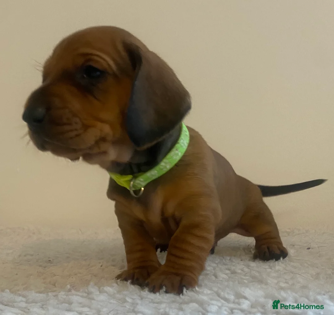Dachshund dogs for stud: Kc registered standard smooth  in Newton Abbot - Advert 34