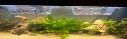 Plecos fish for sale: Bristlenose Plecos in Bexley - Advert 1