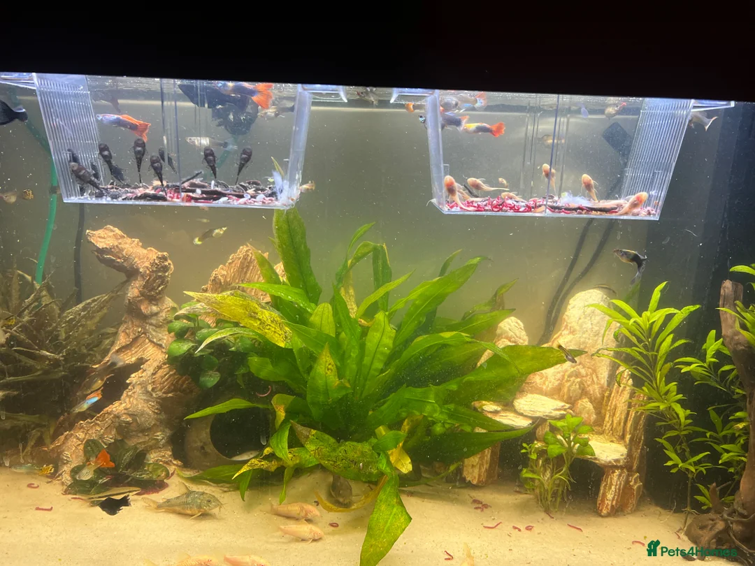 Plecos fish for sale: Bristlenose Plecos in Bexley - Advert 1