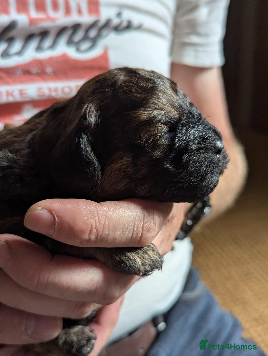 Shihpoo dogs for sale: F2 shihpoo puppies. - Image 13
