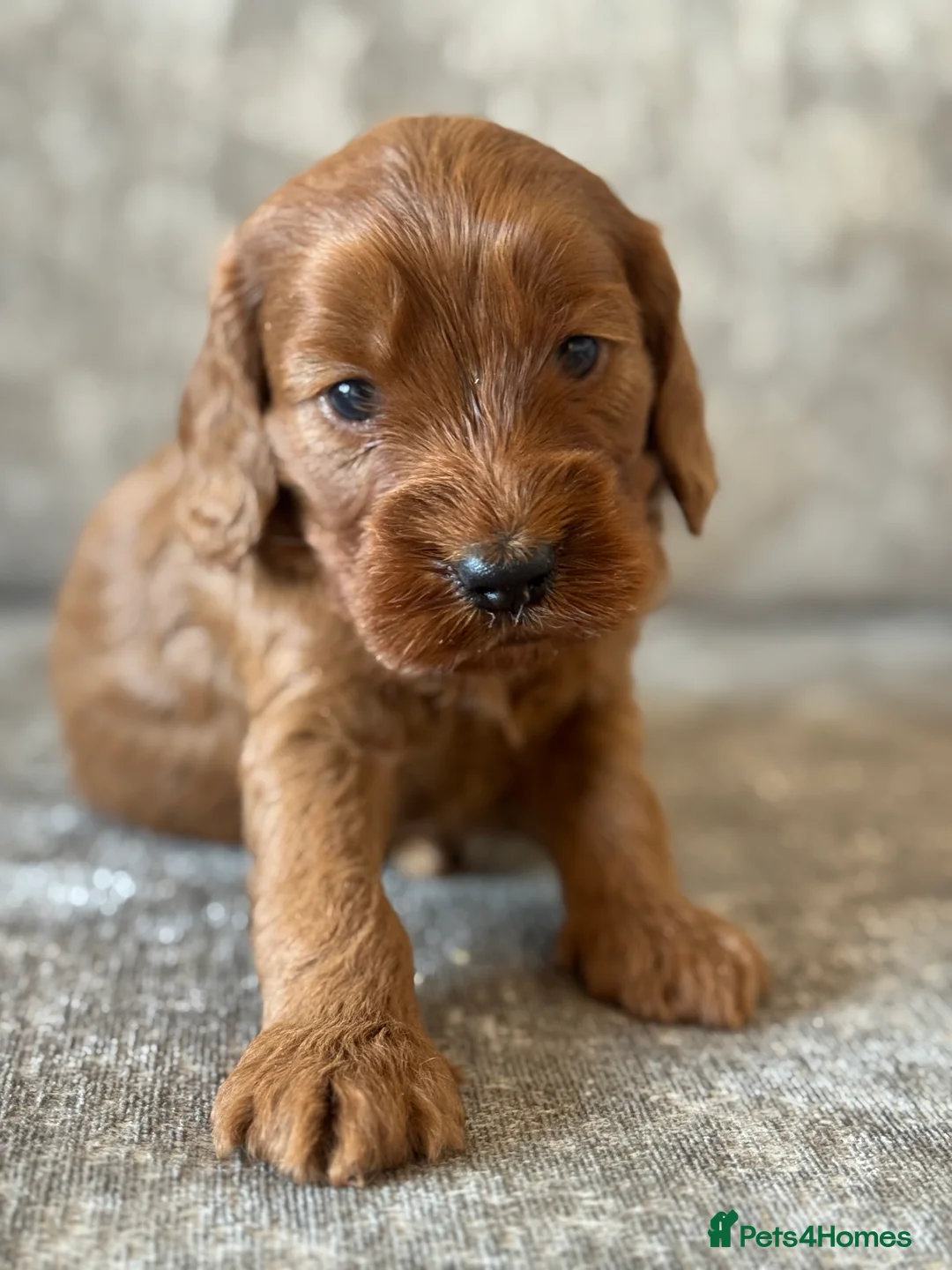 Cockapoo dogs for sale: BEAUTIFUL RED COCKAPOO PUPS HEALTH TESTED PARENTS - Advert 22