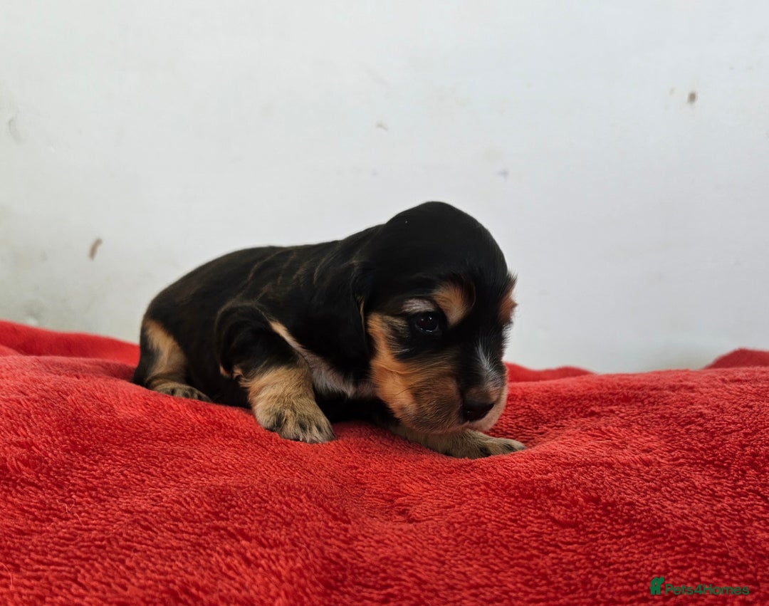Cocker Spaniel dogs for sale: Quality Sable Show Cocker spaniel Puppies - Image 20