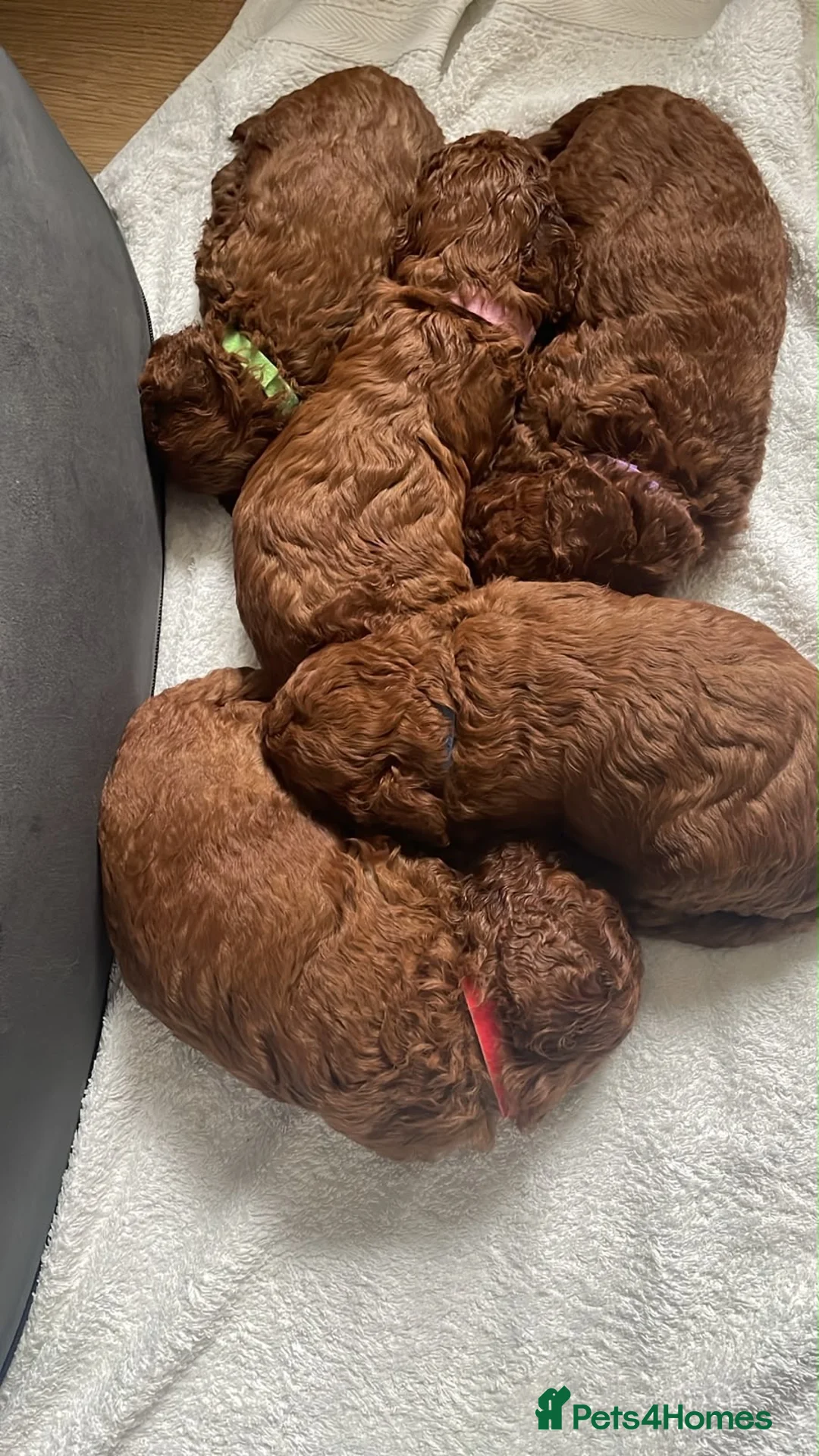 Toy Poodle dogs for stud: KC RED TOY POODLE STUD - Advert 2