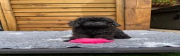 Cockapoo dogs for sale: Tiny Toy F1B Cockapoos. FULLY VAX’D! LAST 2 BOYS!! - Advert 32