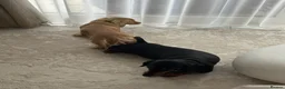 Miniature Dachshund dogs for sale: KC registered 1 year old LH CREAM BOY  - Advert 11