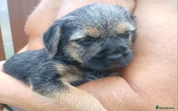 Border Terrier dogs for sale: Blue and tan slem clear kc registered  - Image 1