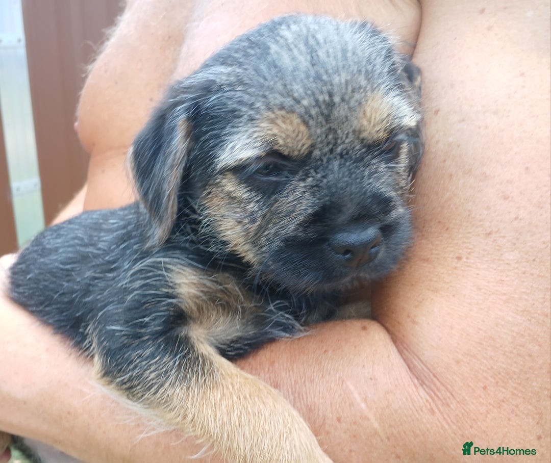 Border Terrier dogs for sale: Blue and tan slem clear kc registered  - Image 1