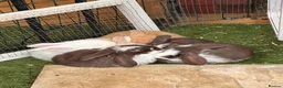 French Lop rabbits for sale: Pedigree French lop - Advert 1