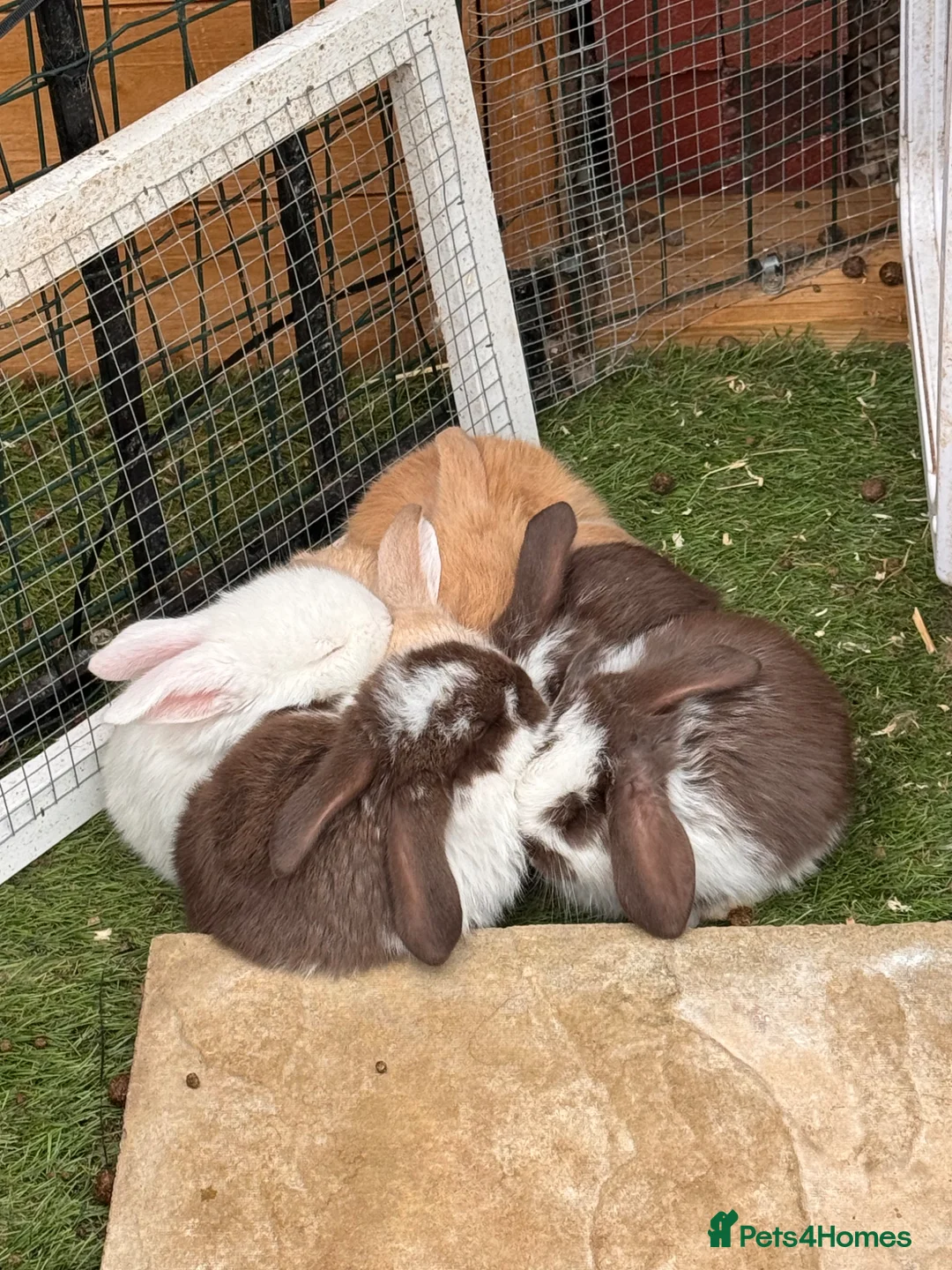 French Lop rabbits for sale: Pedigree French lop - Advert 1