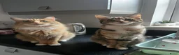 Mixed Breed cats for sale: 2  beautiful female cats in Southampton - Advert 3