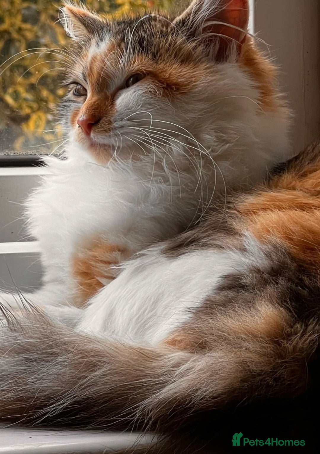 Mixed Breed cats for sale: 4 mixed babies for sale  - Advert 2