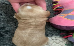 Cocker Spaniel dogs for sale: KC Registered Quality Show Type Cocker Puppies   - Image 7