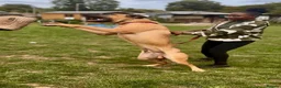 Mixed Breed dogs for sale: Presa Canario X Belgian Malinois male 12 months in Chatham - Advert 6