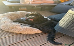 Cockapoo dogs for sale: Rio - 9 months old - Image 6