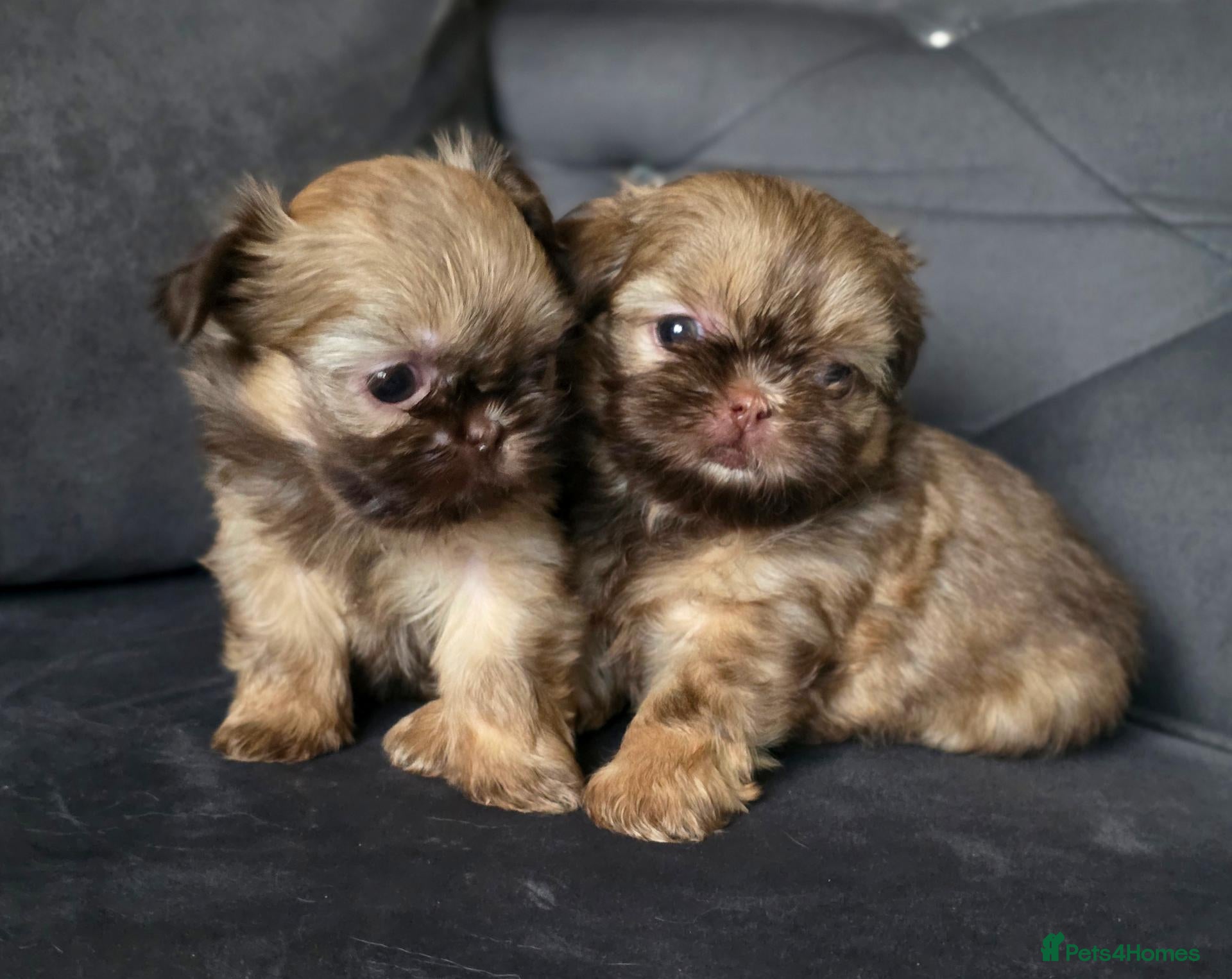 Shih Tzu dogs Beautiful Shih Tzu Puppies - Advert 5
