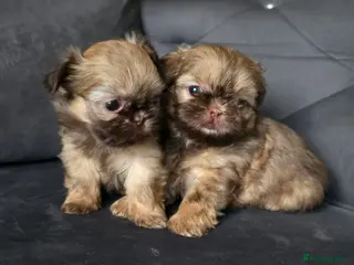 Shih Tzu dogs Beautiful Shih Tzu Puppies - Advert 5