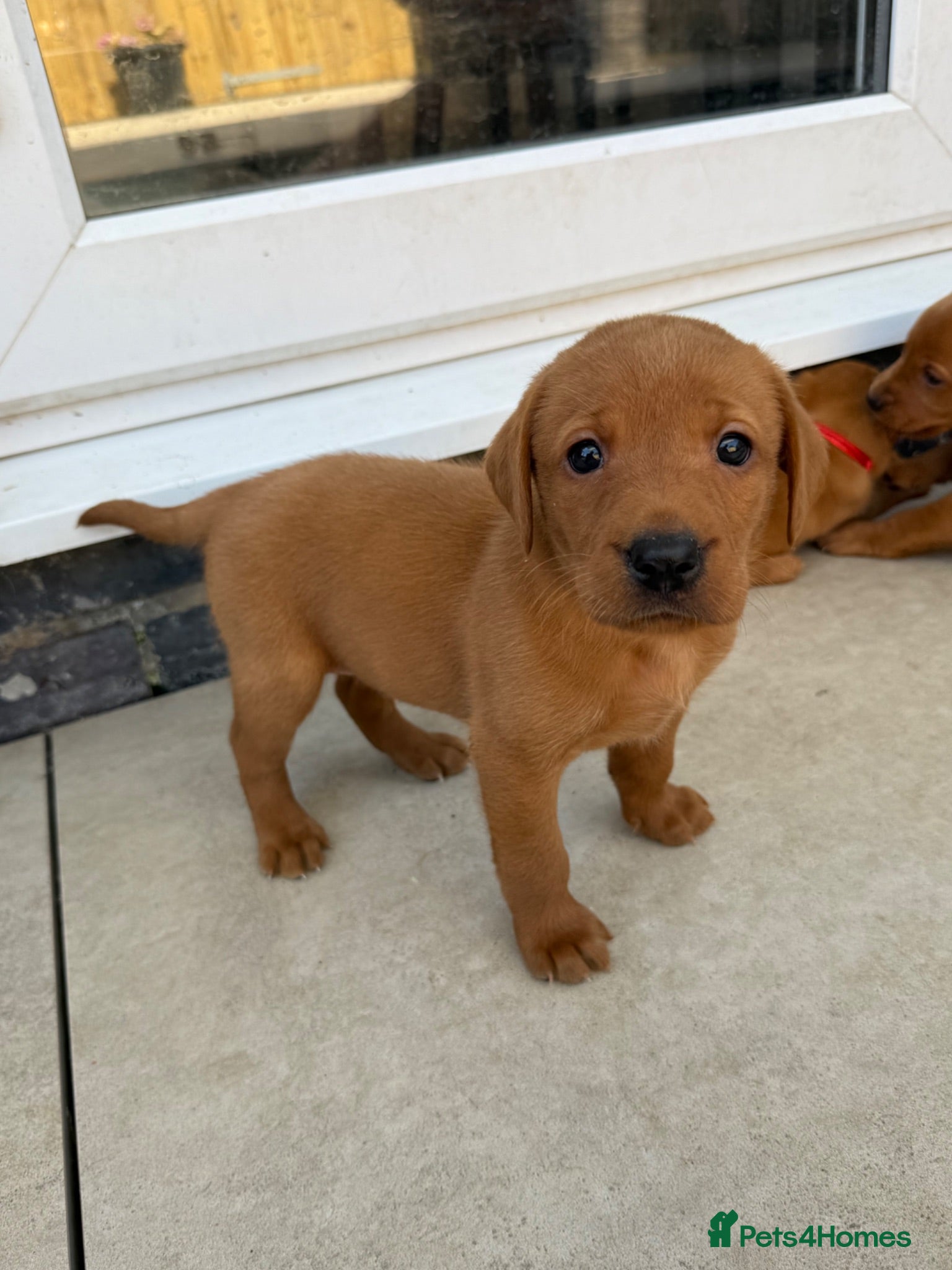 Labrador Retriever dogs Beautiful KC Reg Dark Fox Red Labrador Puppies - Advert 1