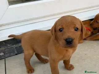 Labrador Retriever dogs Beautiful KC Reg Dark Fox Red Labrador Puppies - Advert 1