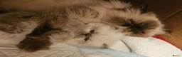 Persian cats for sale: Stunning Active Lilac Point Persian Boy  - Advert 15