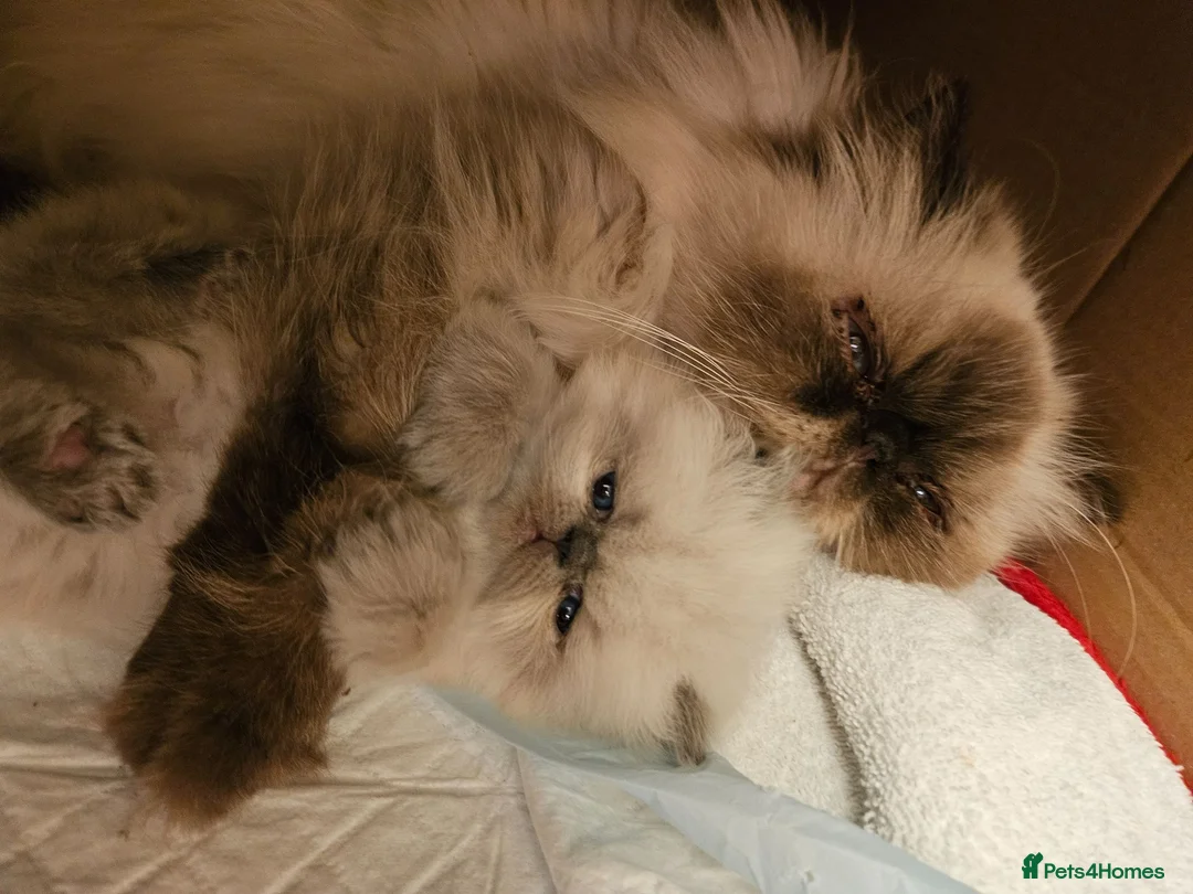 Persian cats for sale: Stunning Active Lilac Point Persian Boy  - Advert 15