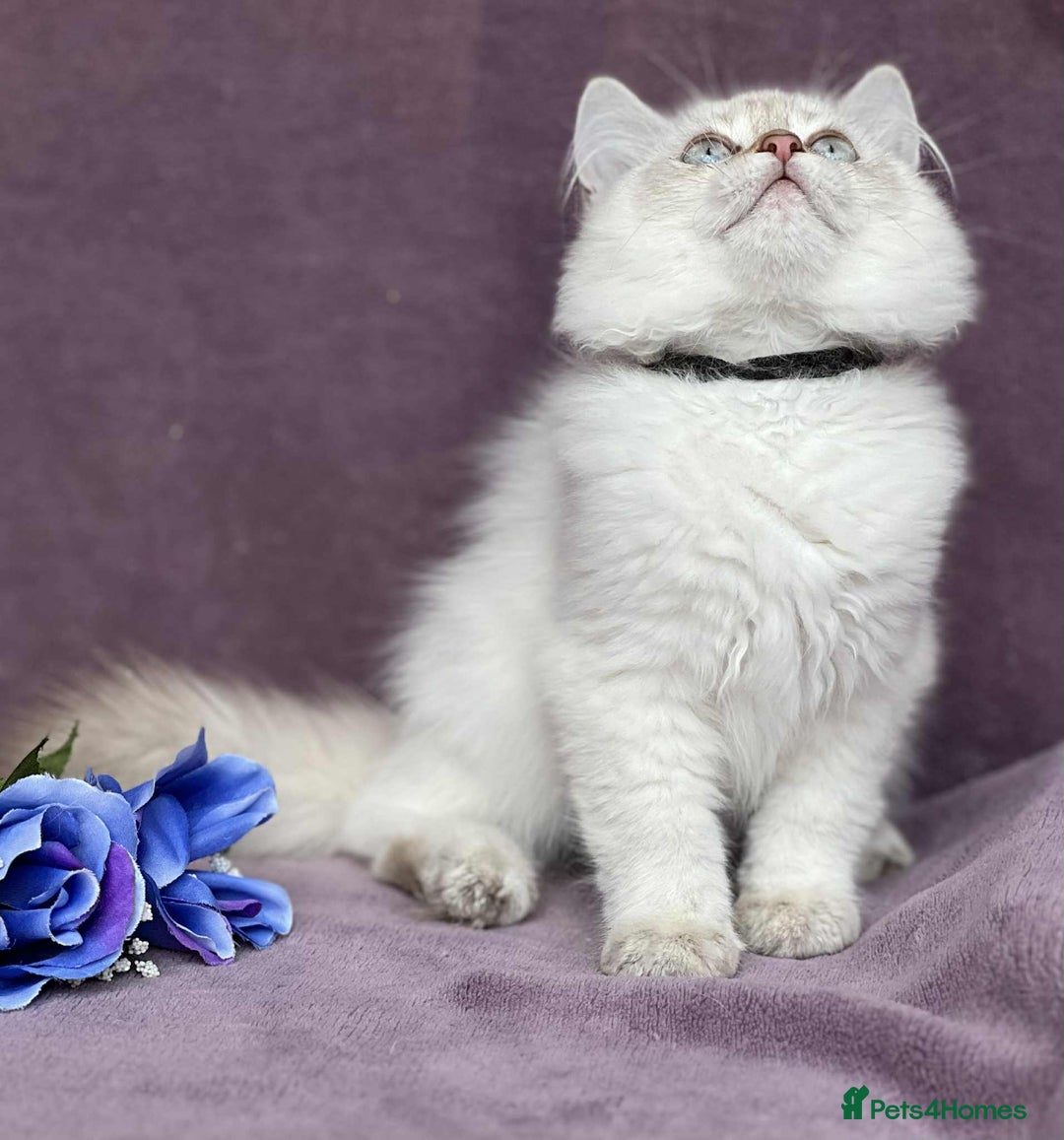 British Shorthair cats for sale: OPEN TO OFFERS TICA registered BSH kittens - Image 19