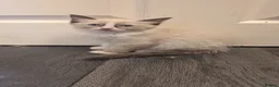Ragdoll cats for sale: 6 purebred Ragdoll kittens reservations taken now  in Tiverton - Advert 6