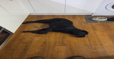 Labrador Retriever dogs - Advert 8
