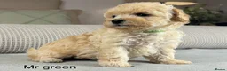 Maltipoo dogs for sale: BEAUTIFUL MALTIPOOS FROM DNA TESTED CLEAR PARENTS  - Advert 14