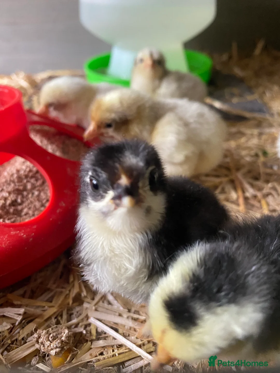 Gallery Image {{count}}