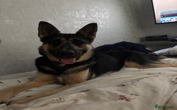 German Shepherd dogs for stud: 3/4 German shepherd- Enzo - Image 2