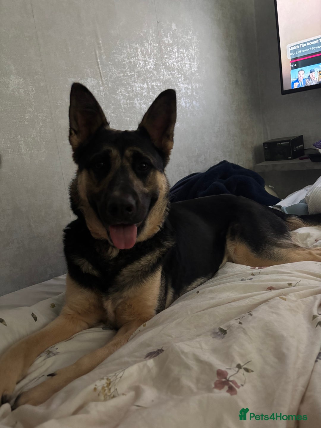 German Shepherd dogs for stud: 3/4 German shepherd- Enzo - Image 2