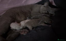 British Shorthair cats for sale: British short haired kittens - 07518744823 - Image 4