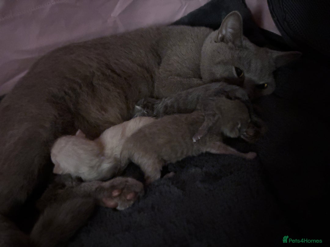 British Shorthair cats for sale: British short haired kittens - 07518744823 - Image 4