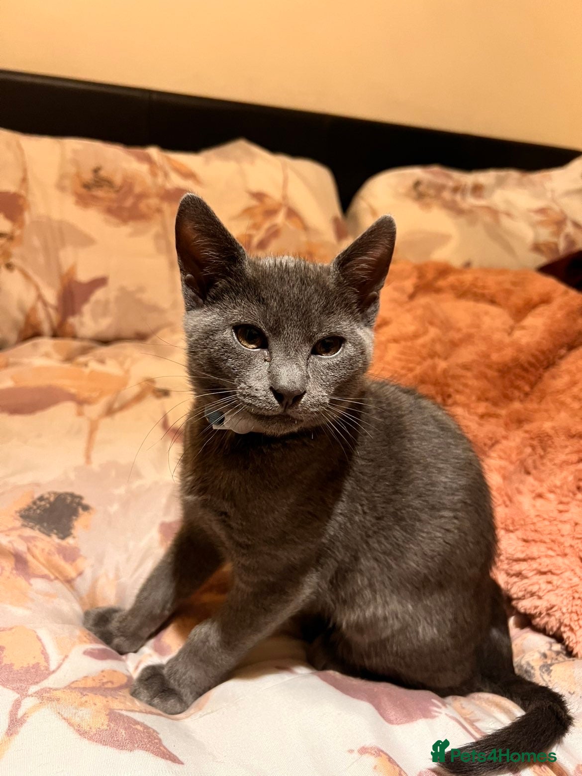 Mixed Breed cats for sale: 5-6 month old male Kitten - Advert 3