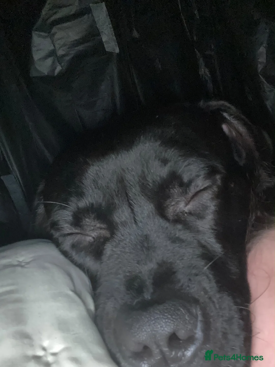 Mixed Breed dogs for sale: Lurcher x Staffy for rehoming!  - Advert 4