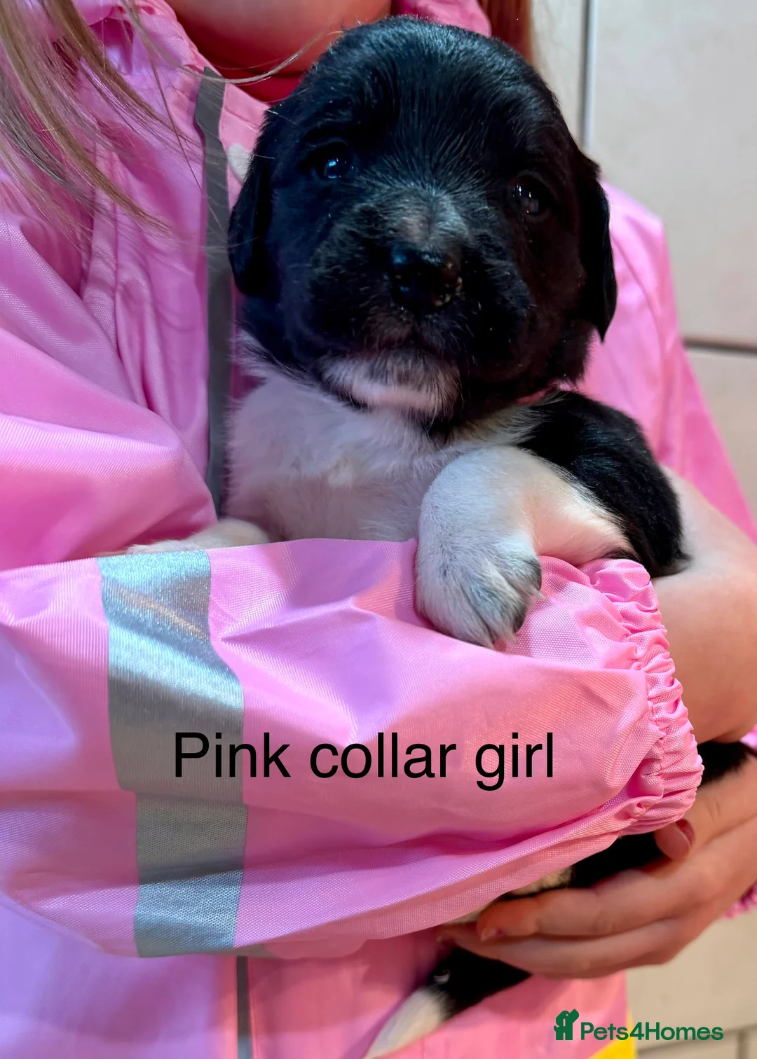 Sprollie dogs for sale: Sprollie puppies from experienced breeder - Advert 10