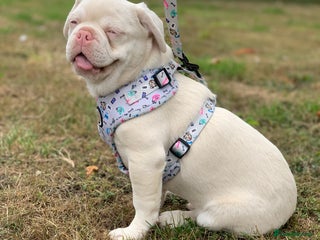 Mixed Breed dogs Bested boy that ever was Rare Pink Minibull boy - Advert 2