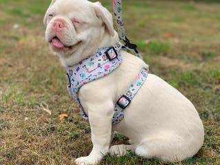 Mixed Breed dogs Bested boy that ever was - Advert 7