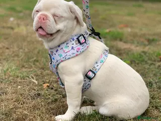 Mixed Breed dogs 3 French & English fully trained - Advert 14