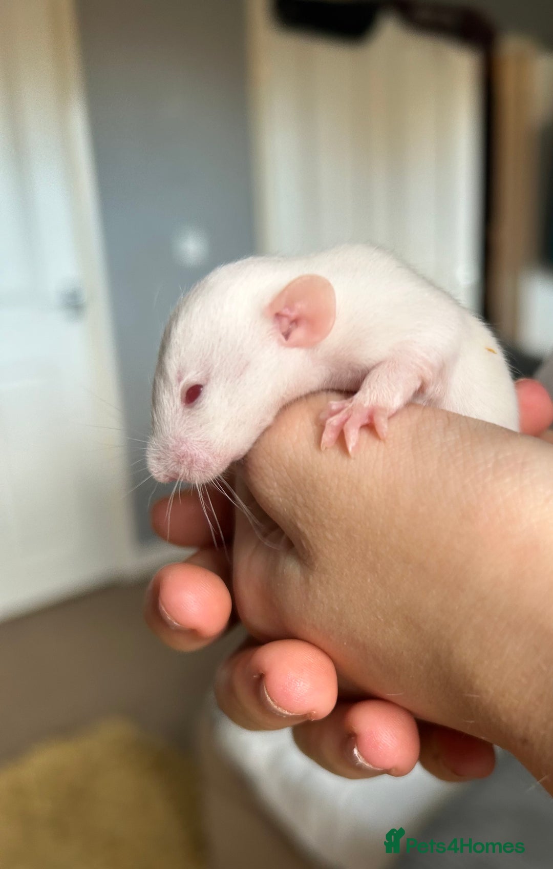 Rat rodents for sale: Fancy Rats - Advert 9