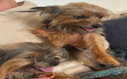 Yorkshire Terrier dogs for sale: ♥️ 2 Yorkshire Terrier girls ♥️  - Image 11