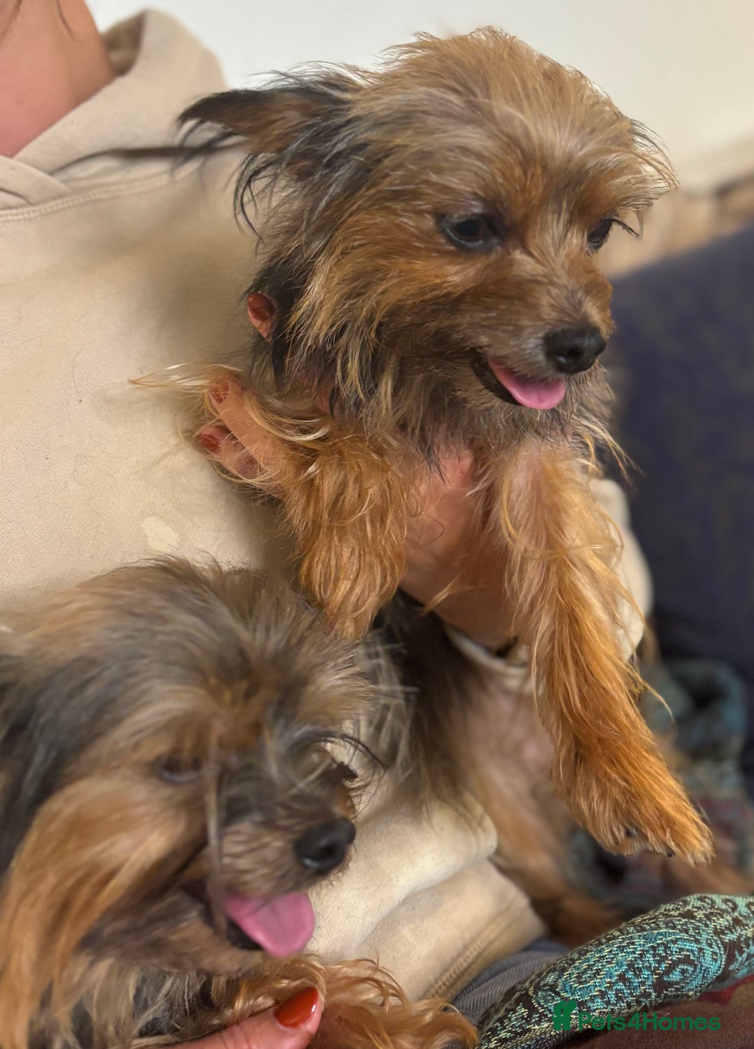 Yorkshire Terrier dogs for sale: ♥️ 2 Yorkshire Terrier girls ♥️  - Image 11