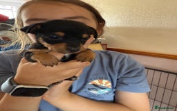 Jack Russell dogs for sale: Gorgeous Jack Russell Puppies - Image 23