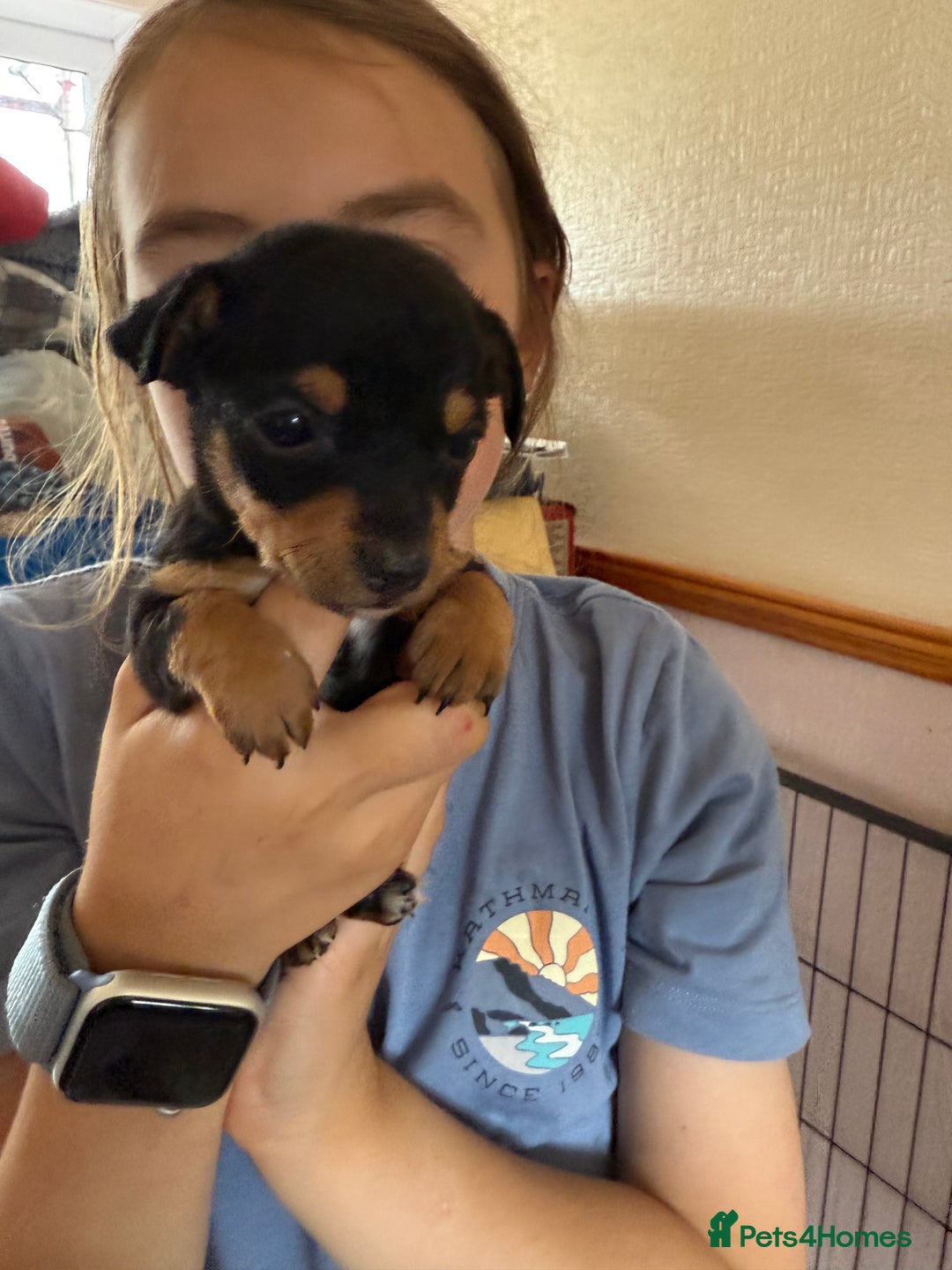 Jack Russell dogs for sale: Gorgeous Jack Russell Puppies - Image 23