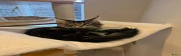 Maine Coon cats for sale: READY NOW last boy beautiful Maine Coon kittens - Advert 7
